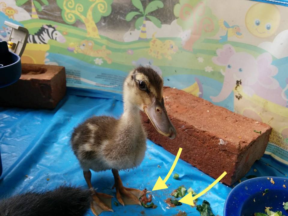 ducks in wading pool