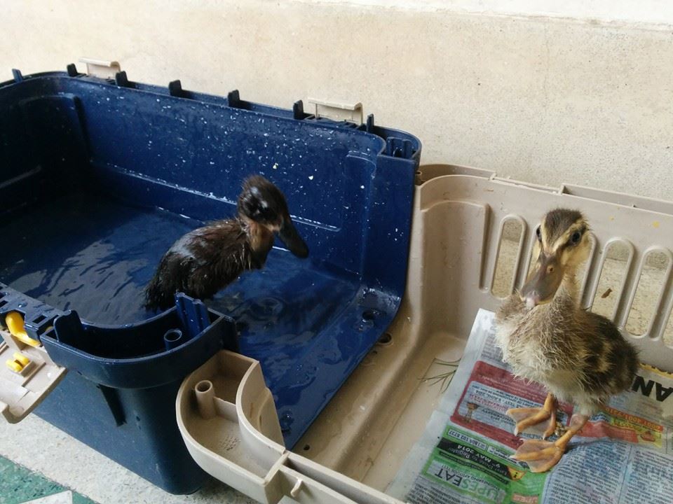 ducks in crate